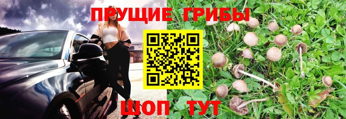 Псилоцибиновые грибы GOLDEN TEACHER Ступино